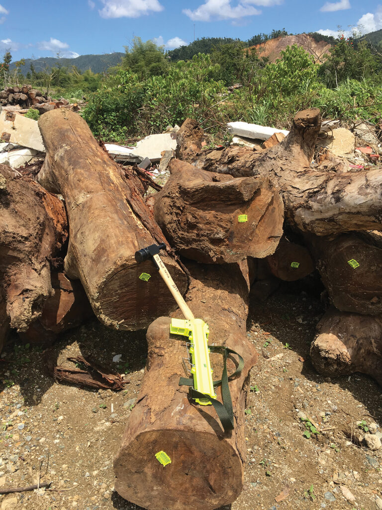 Hardwood logs readied for the mill. Photo by William Gould/U.S. Lori Foley BB '95. Forest Service.