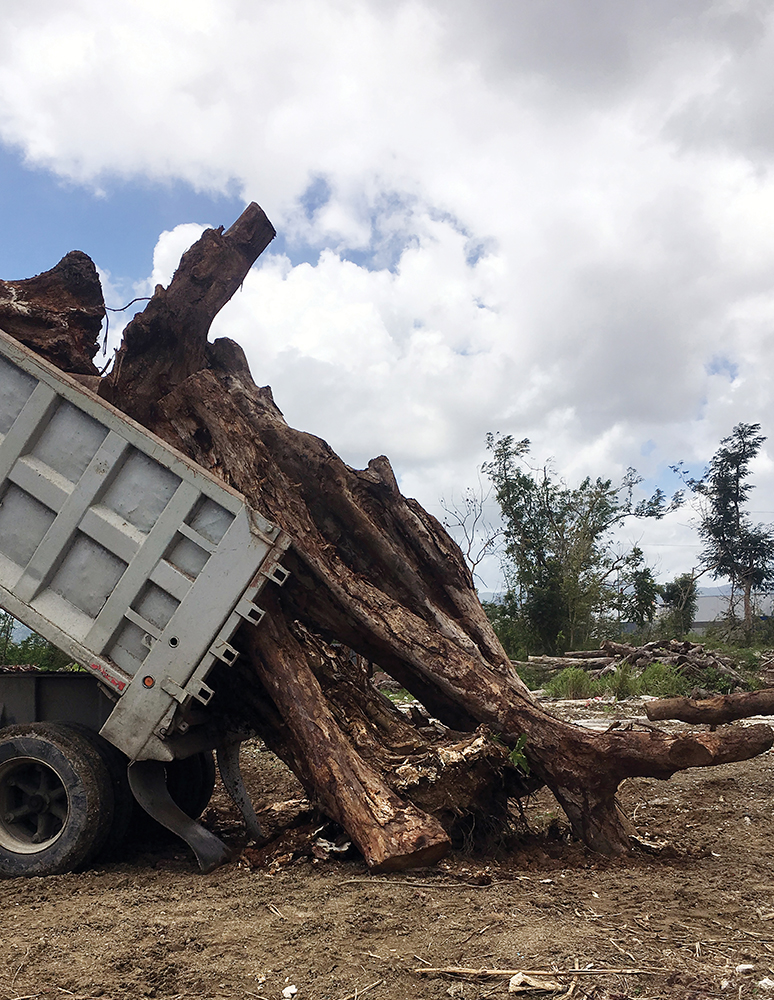 Tons of fallen trees are being repurposed for the arts and culture community in Puerto Rico. Photo by William Gould/U.S. Forest Service.