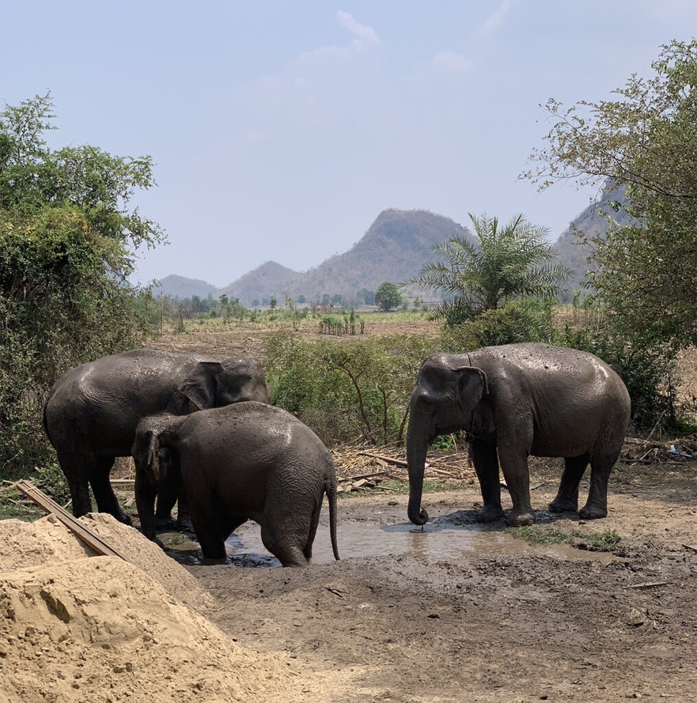 The elephants in Elephant World sanctuary