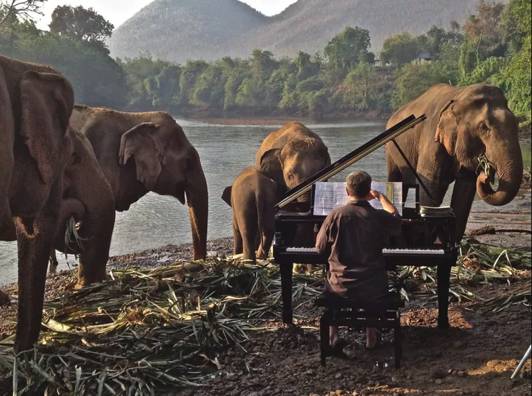 Paul Barton playing piano to the elephants at the sanctuary