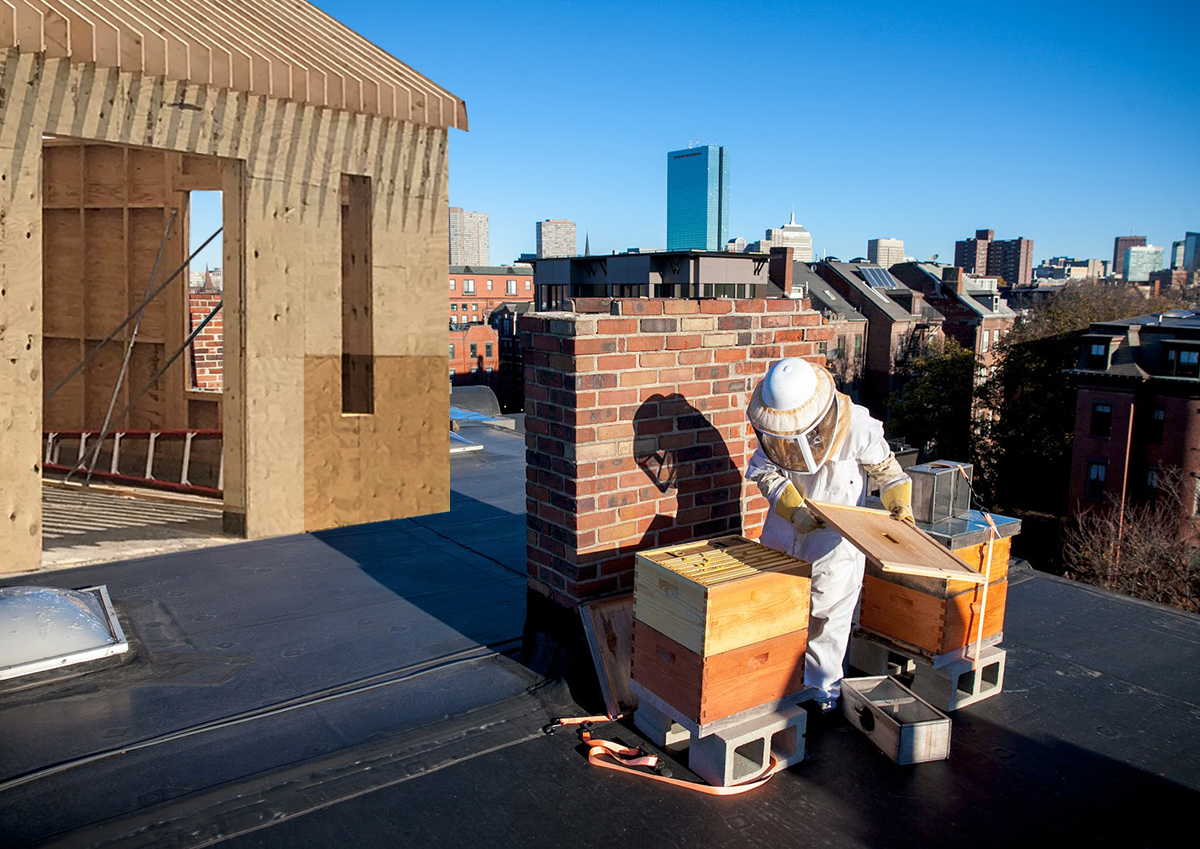 urban-beekeeping-boston