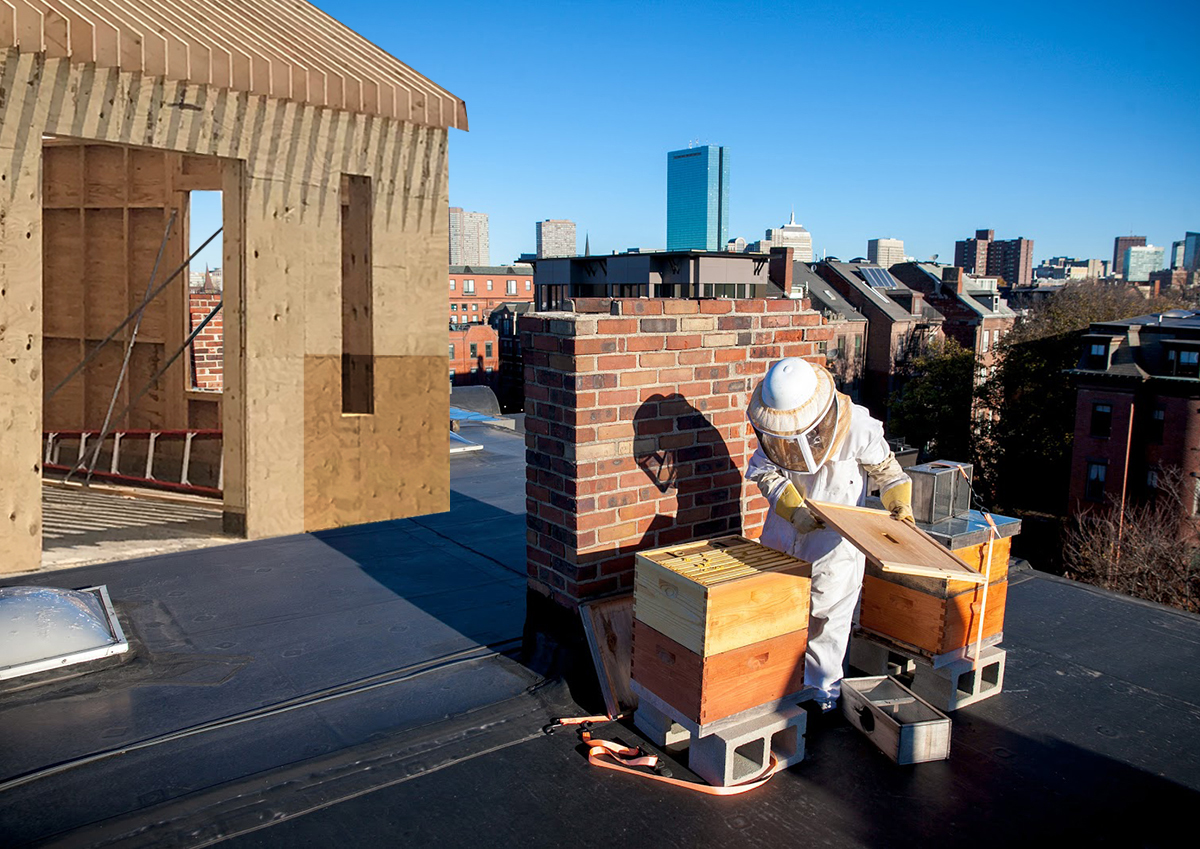 Urban beekeeping efforts create buzz in north Fort Worth